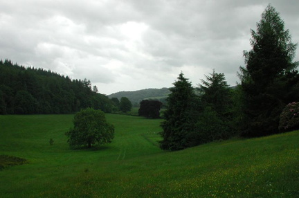 Field with trees