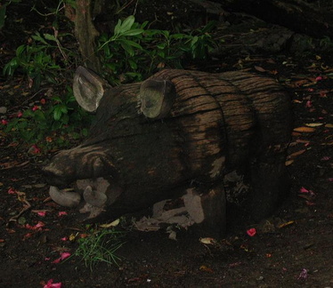 Boar