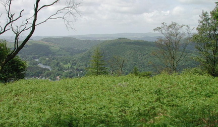 Ferns and hills
