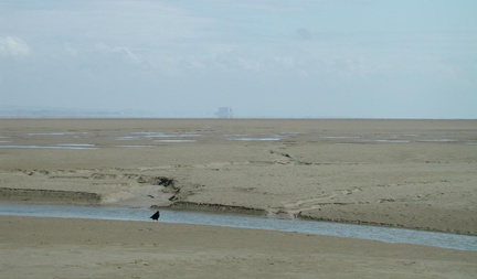 Crow and nuclear power station
