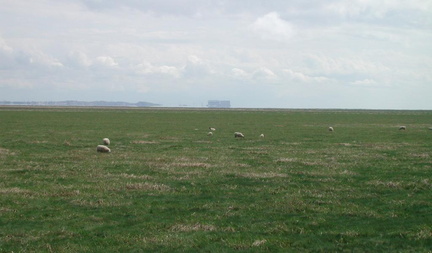 Nuclear power and sheep