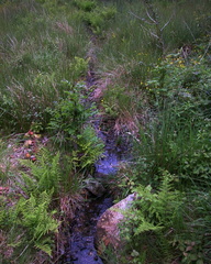 Stream