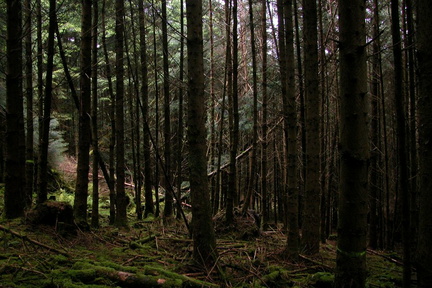 Woods