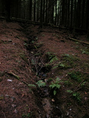 Stream