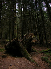 Upside-down tree