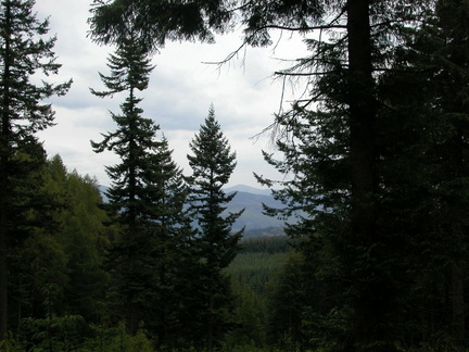 Through the trees