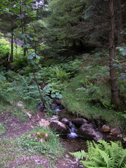 Stream