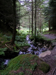 Stream through woods