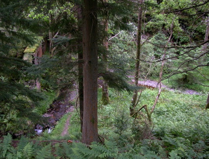 Dam and stream