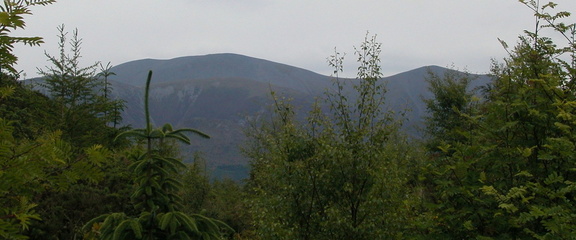 Peak over the trees