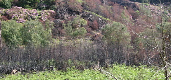 Burnt trees