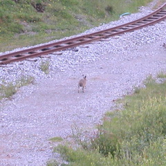 Hare