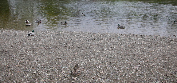 Ducks