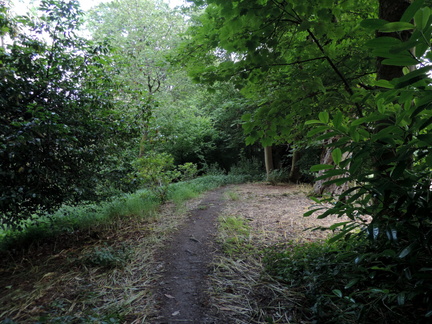 Woods