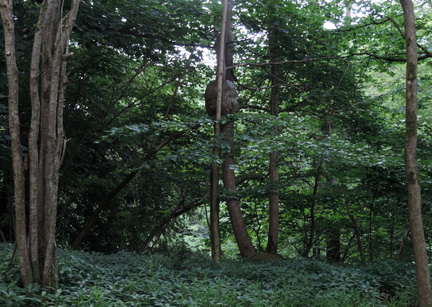 Trees