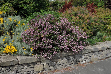 Bushes
