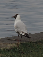 Gull