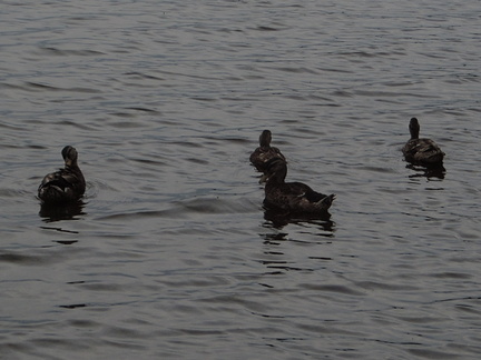 Ducks