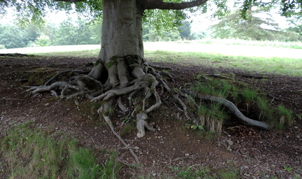 Roots