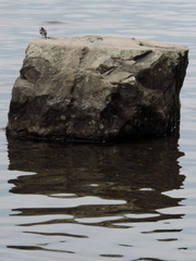 Rock