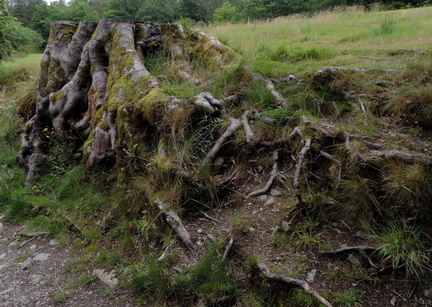 Roots