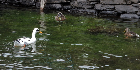Ducks