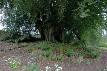 Gnarled tree