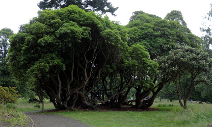Trees
