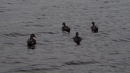 05-Ducks
