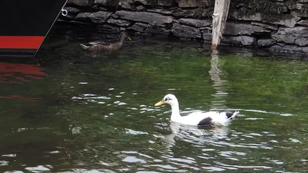 Ducks