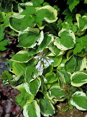 Plant