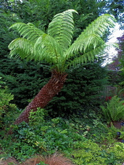 Tree fern
