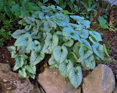 White leaves