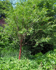 Red tree