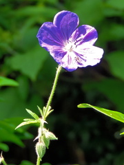 Purple flower