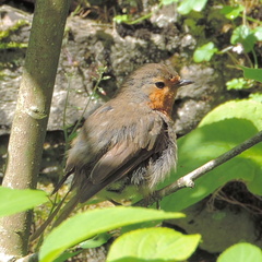 Robin