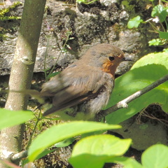 Robin