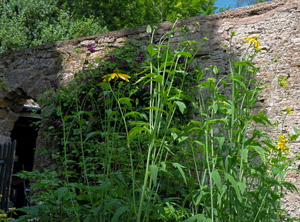 Yellow flowers