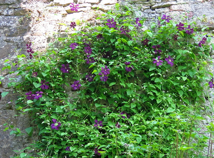 Purple flowers