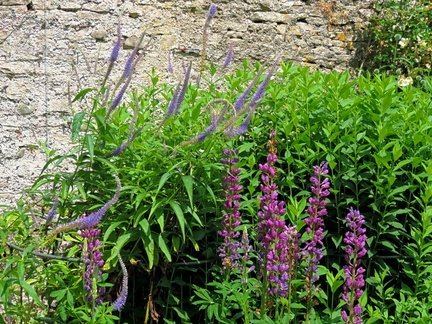 Purple flowers