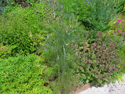 Herbaceous border