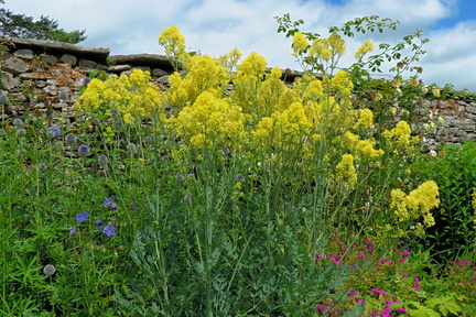 Herbaceous border
