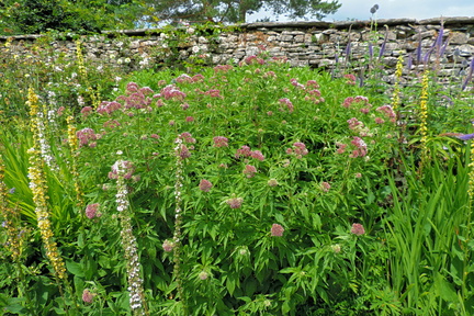 Herbaceous border