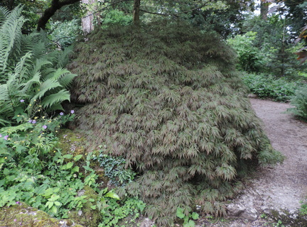 Bush