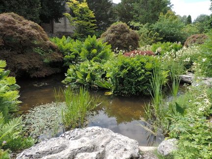 Pond
