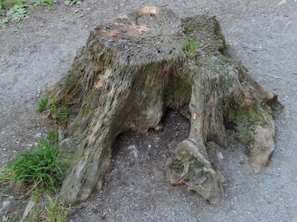 Coin stump