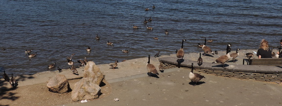 Geese