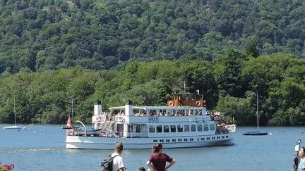 Swan