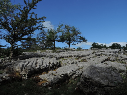 Trees