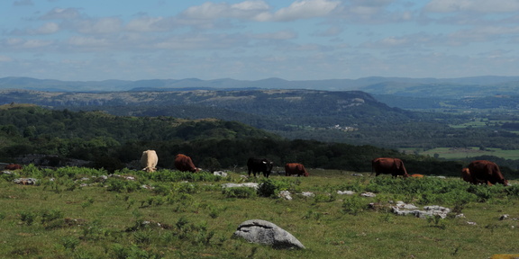 Cattle